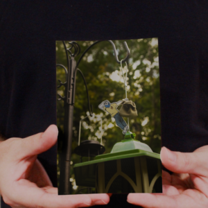 Paper Looking Out, Bird Feeding Photo 4"W x 6"H